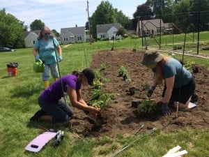 New Life Presbyterian Church garden partnership - planting the produce