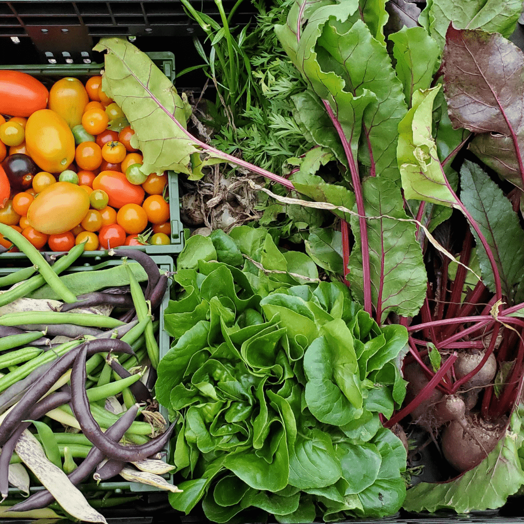 Summer Program - Fresh Vegetables in a box